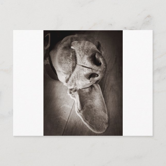 Carte Postale Lucca (Devant)