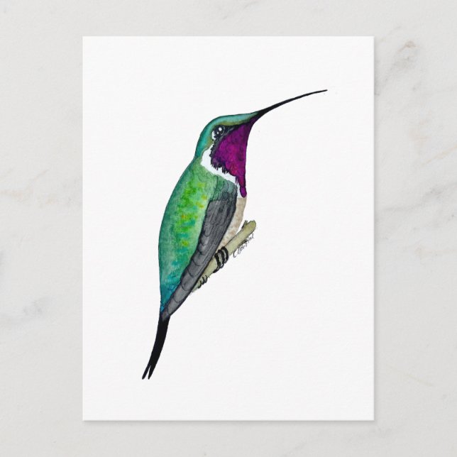 Carte Postale Lucifer Hummingbird (Devant)