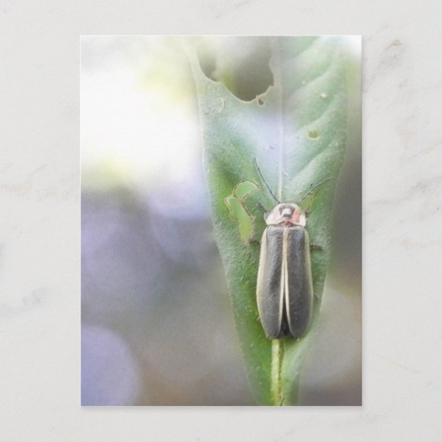 Carte Postale luciole - Photuris Pyralis (Devant)
