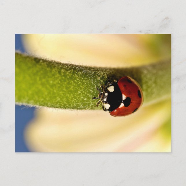 Carte Postale Lucky (Devant)