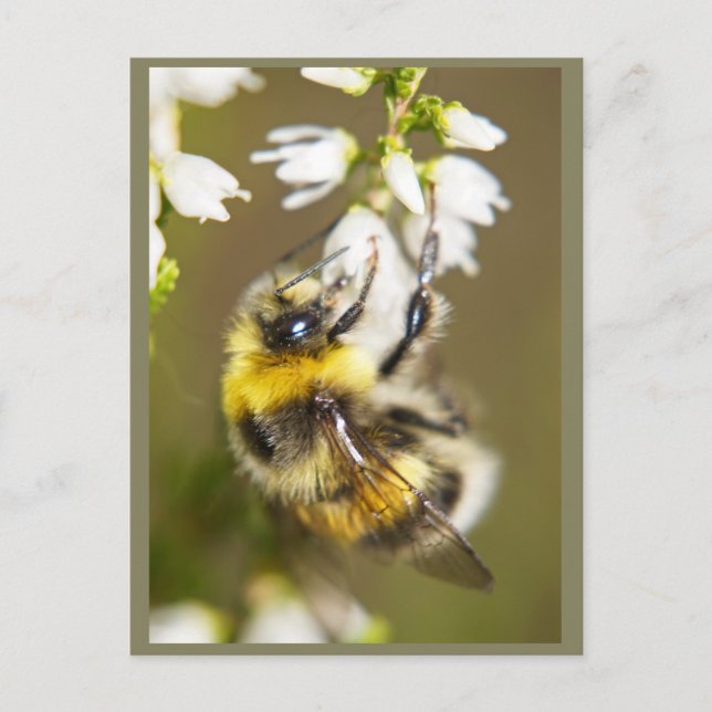 Carte Postale Lucky Bee (Devant)