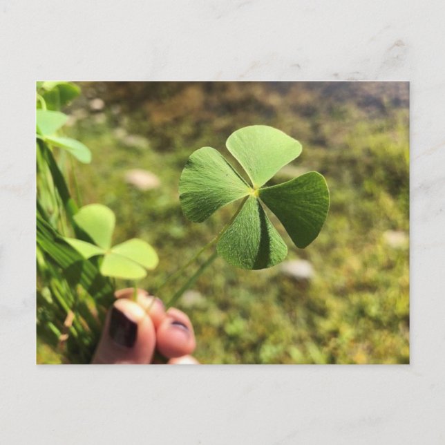 Carte Postale Lucky Day (Devant)
