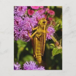 Carte Postale Lucky Grasshopper sur Ageratum