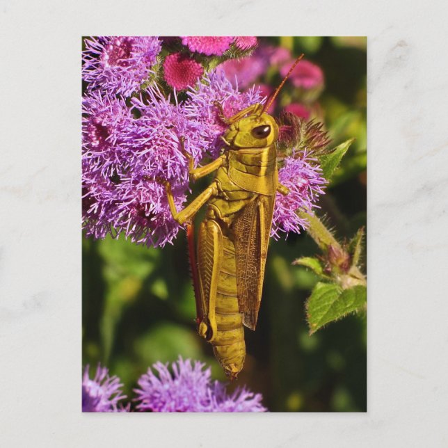 Carte Postale Lucky Grasshopper sur Ageratum (Devant)