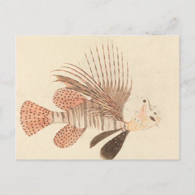 Carte Postale Luigi Balugani - Poisson noir (Devant)