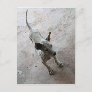 Carte Postale Luk Maa ... Chien chiot thaïlandais Soi