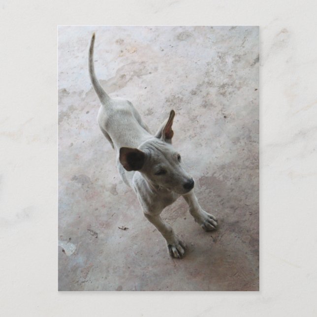 Carte Postale Luk Maa ... Chien chiot thaïlandais Soi (Devant)