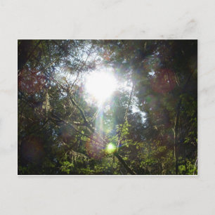 Carte Postale Lumière à travers les arbres