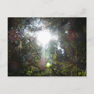 Carte Postale Lumière à travers les arbres