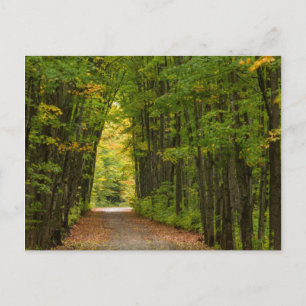 Carte Postale Lumière au bout d'un tunnel d'arbres