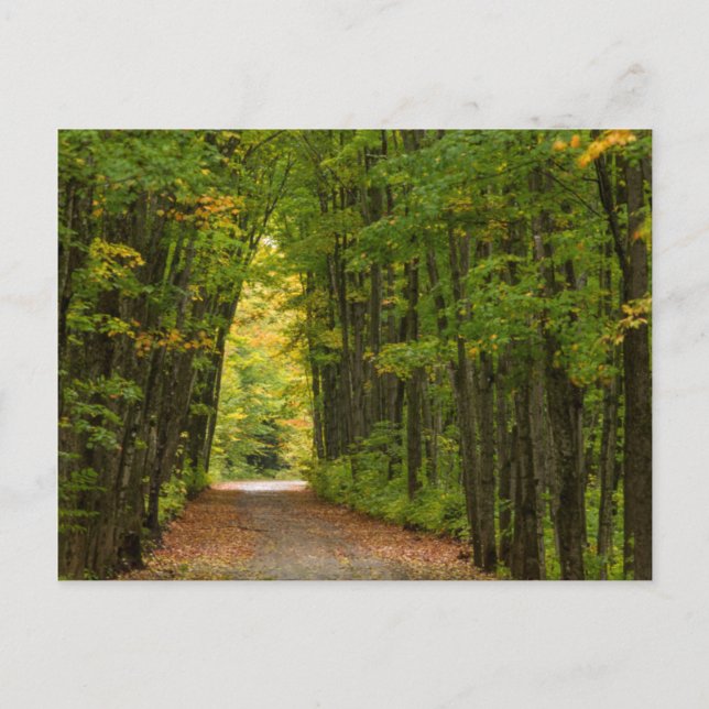 Carte Postale Lumière au bout d'un tunnel d'arbres (Devant)