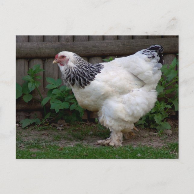 Carte Postale Lumière Brahma Hen (Devant)