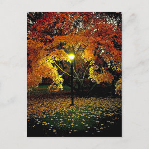 Carte Postale Lumière d'automne