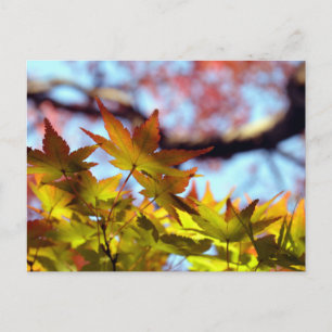 Carte Postale Lumière d'automne