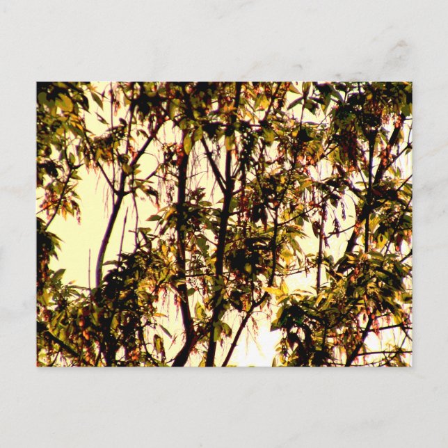 Carte Postale Lumière de l'aube à travers Feuilles d'érable et f (Devant)