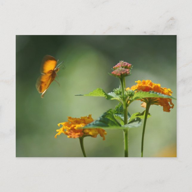 Carte Postale Lumière de l'été (Devant)