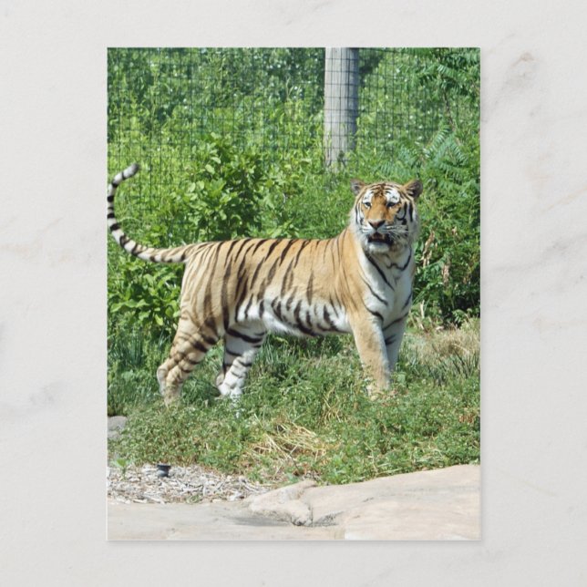 Carte Postale Lumière de tigre (Devant)
