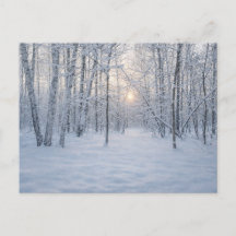Lumière d'hiver dans une forêt de bouleaux tranqui