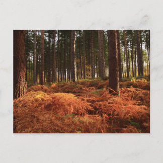 Carte Postale Lumière d'octobre