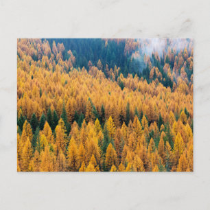 Carte Postale Lumière du matin sur la plage   Île Tybee