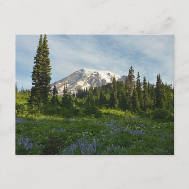 Carte Postale Lumière du matin sur le mont Rainier (Devant)