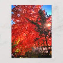 Lumière du soleil à l'automne