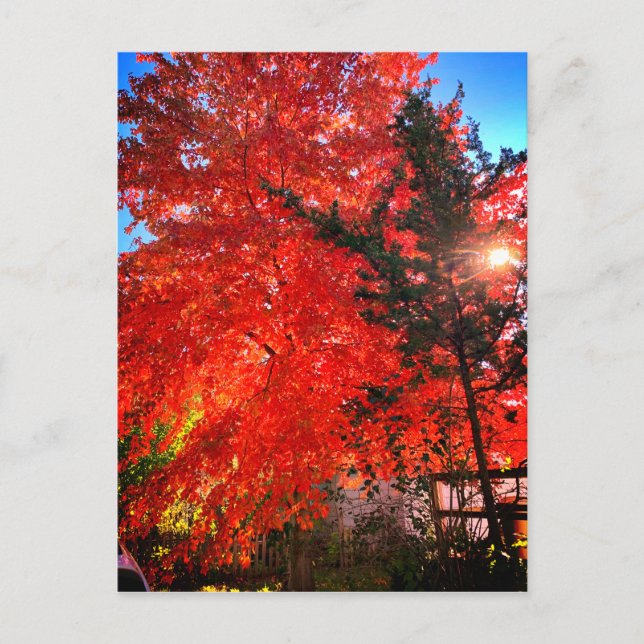 Carte Postale Lumière du soleil à l'automne (Devant)