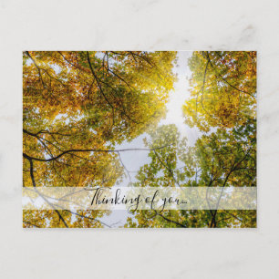 Carte Postale Lumière Du Soleil À Travers L'Automne Les Maples À