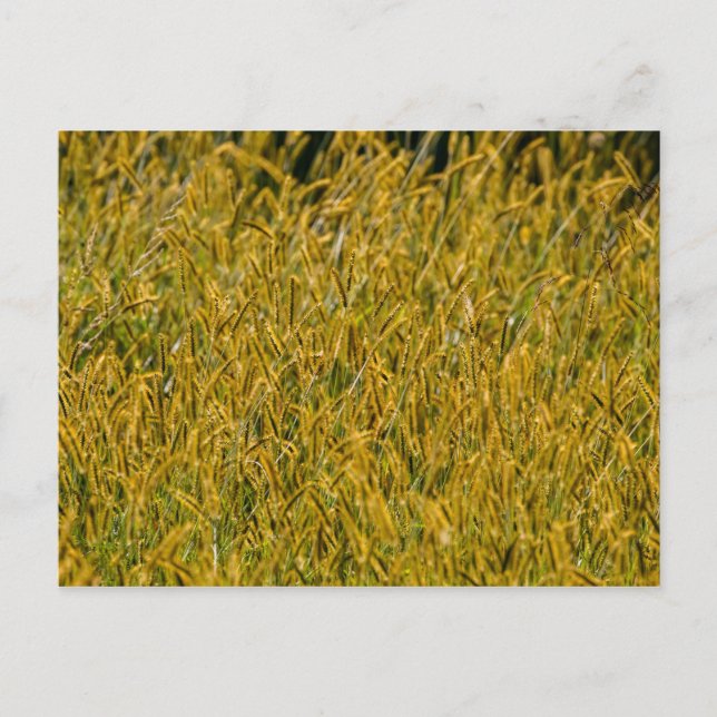 Carte Postale Lumière Du Soleil À Travers L'Herbe Haute (Devant)