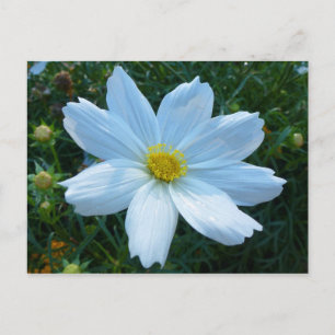Carte Postale Lumière du soleil sur fleur de cosmos blanc