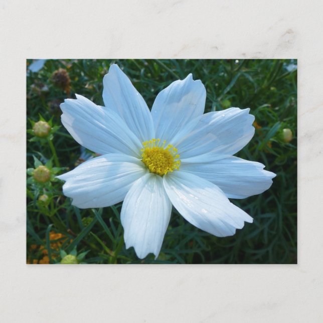 Carte Postale Lumière du soleil sur fleur de cosmos blanc (Devant)