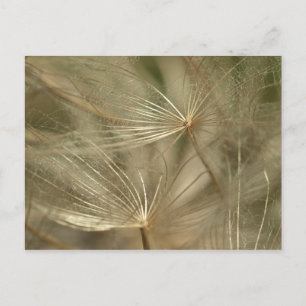 Carte Postale Lumière et naturel : akene