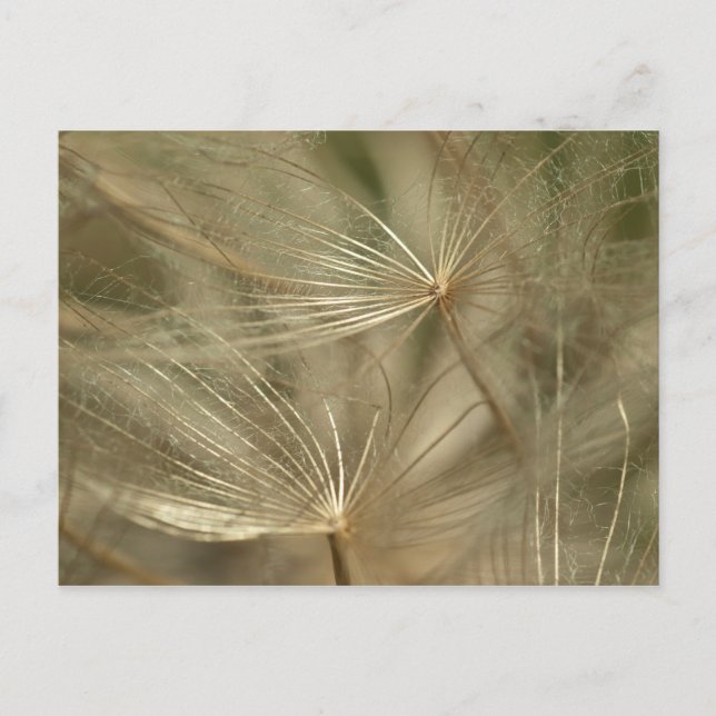 Carte Postale Lumière et naturel : akene (Devant)