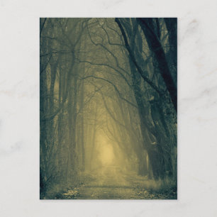 Carte Postale Lumière jaune mystérieuse dans la forêt