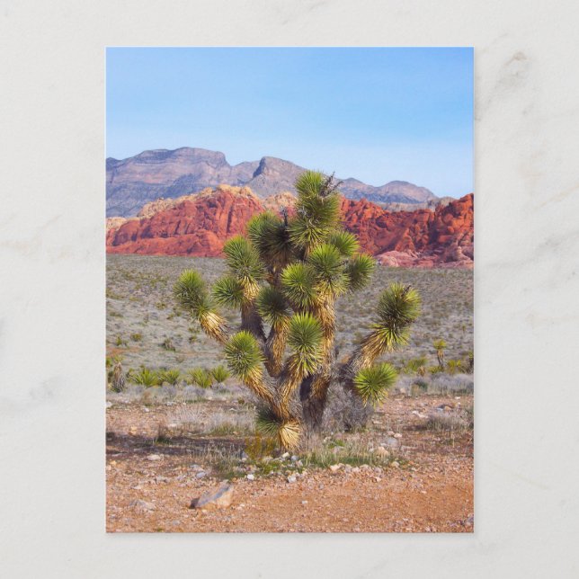 Carte Postale Lumière matinale dans le canyon de Red Rock (Devant)
