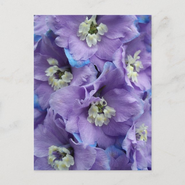 Carte Postale Lumière matinale du delphinium (Devant)