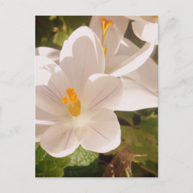 Carte Postale Lumière tachetée en fleur blanche (Devant)