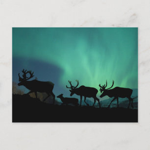 Carte Postale Lumières du caribou et du nord