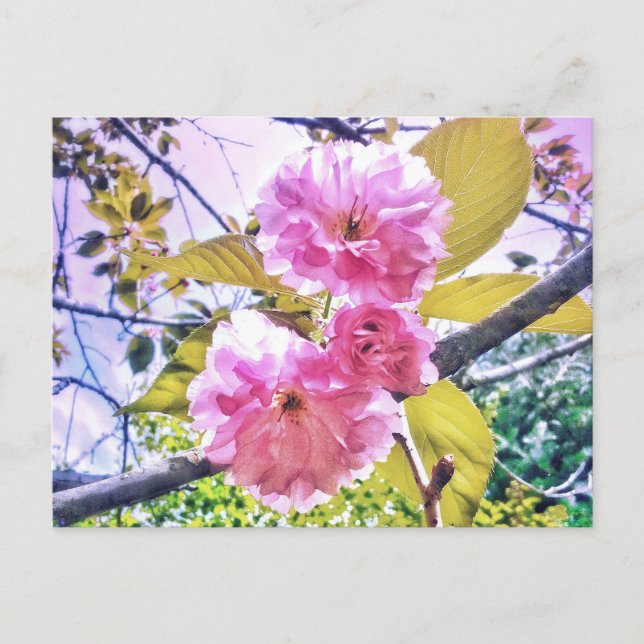 CARTE POSTALE LUMINEUSE 3PINK BLOSSOMS (Devant)