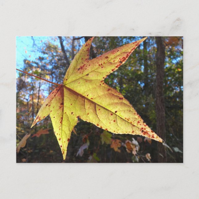 Carte Postale Lumineuse feuille de sucre dans la forêt (Devant)