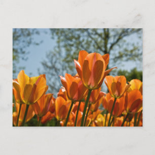 Carte postale Lumineuse Tulipes Orange