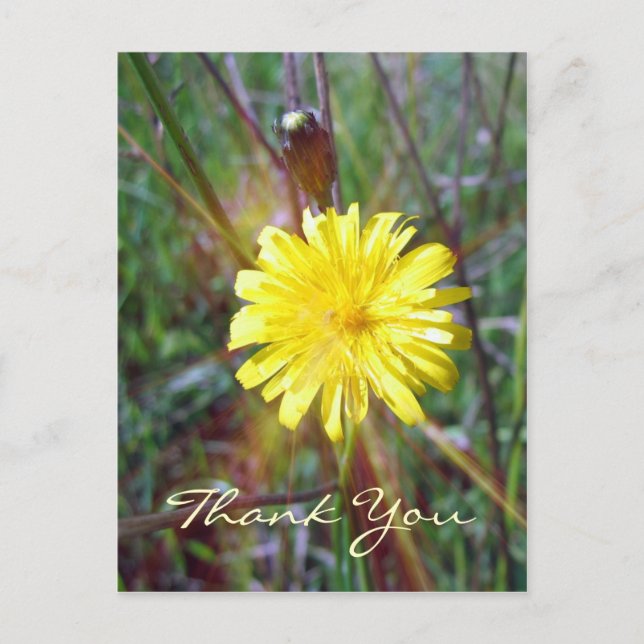 Carte Postale Luminosité du dandelion (Devant)