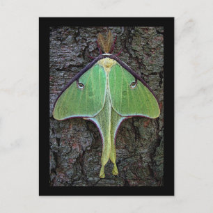 Carte Postale Luna Moth