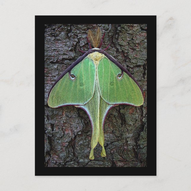 Carte Postale Luna Moth (Devant)