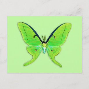 Carte Postale Luna moth sur un arrière - plan vert pâle