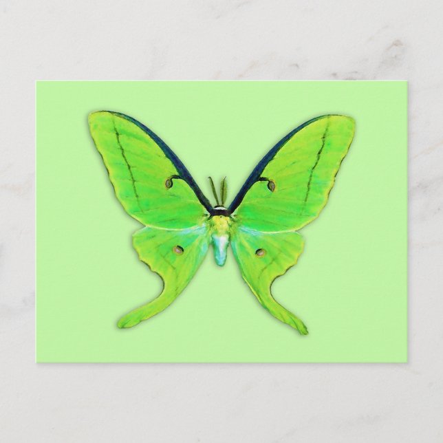 Carte Postale Luna moth sur un arrière - plan vert pâle (Devant)