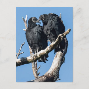 Carte Postale Lune de miel de vautour