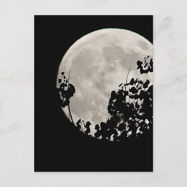 Carte Postale Lune derrière feuilles sombres (Devant)