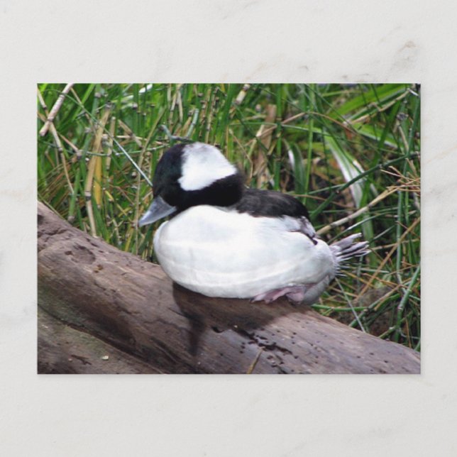Carte Postale L'Une Des Plus Petites Espèces De Canards Américai (Devant)