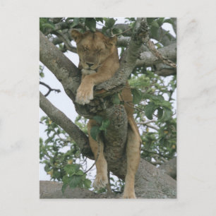 Carte Postale Lune d'escalade arborescente (Panthera leo), Reine
